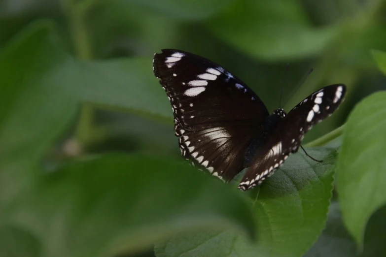 a erfly sits atop a leaf and rests on it