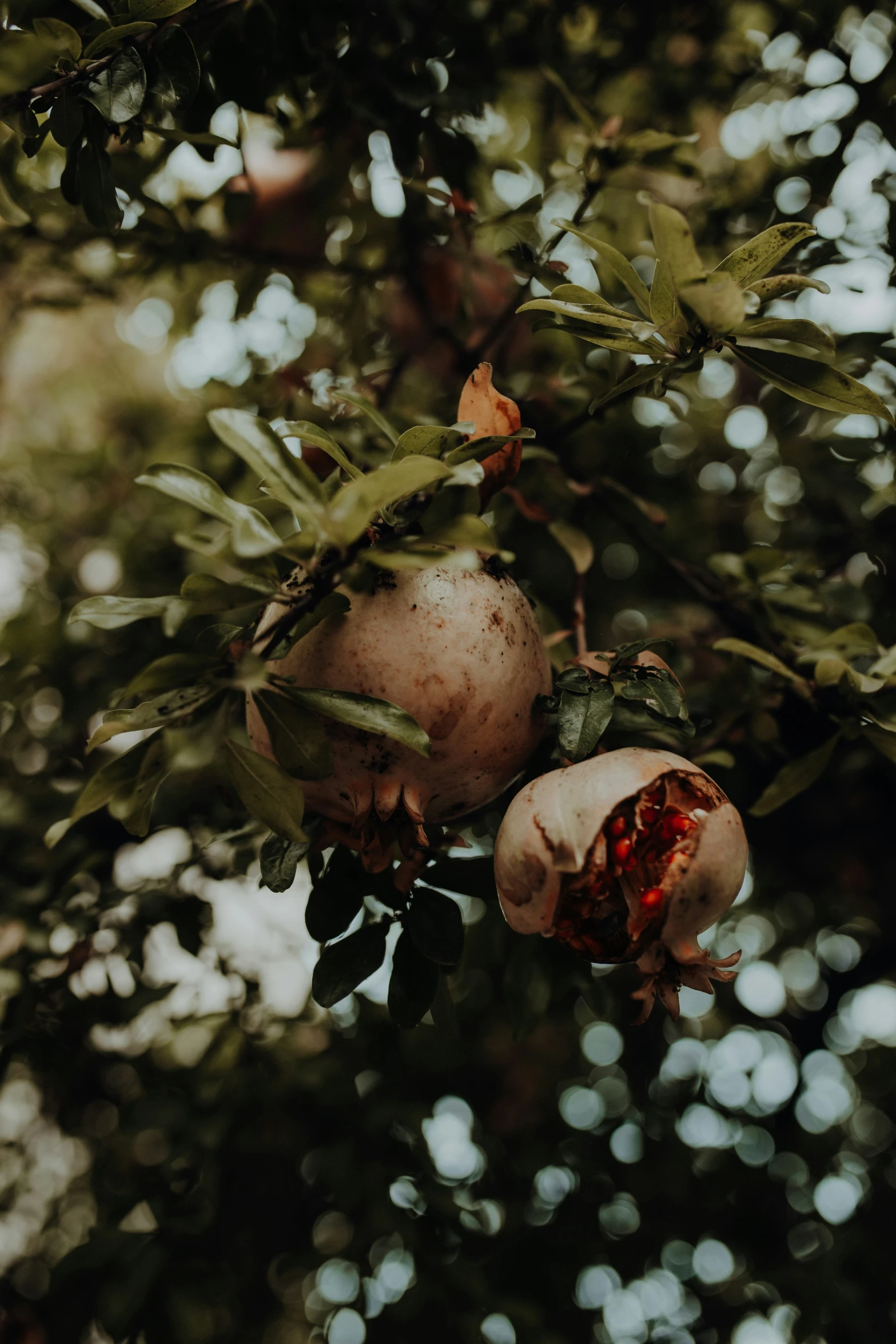 fruits that are growing on a tree and some leaves