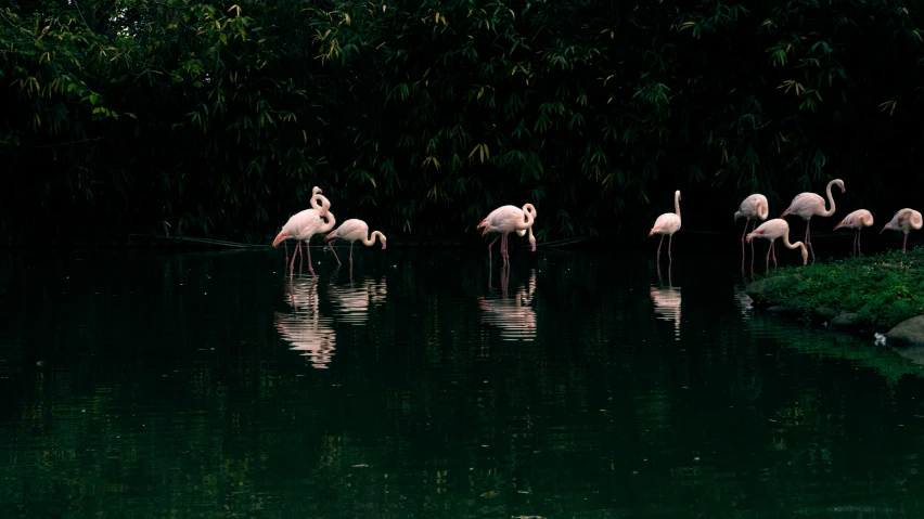 several birds are standing in the water together