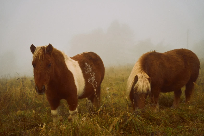 two ponies are standing in the grass in a foggy field