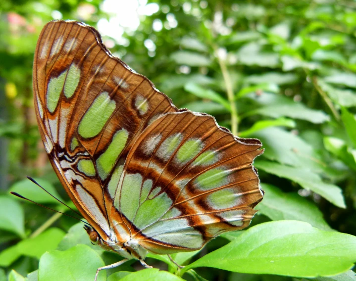 a green erfly with stripes sitting on some leaves