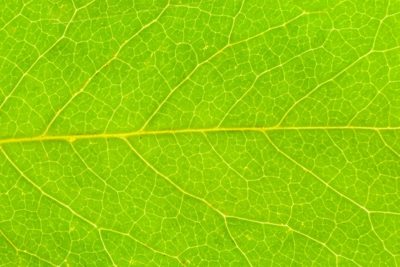 a very close up s of a big green leaf