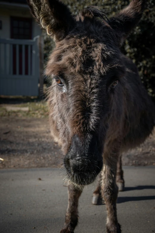 a brown donkey with black hair on the nose standing outside
