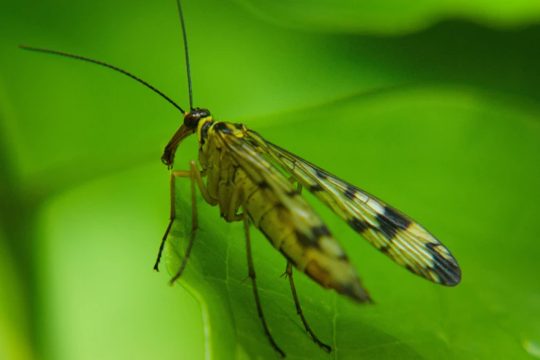 a insect that is sitting on some grass