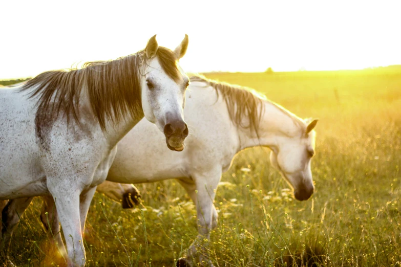 two white horses on grassy field with sun