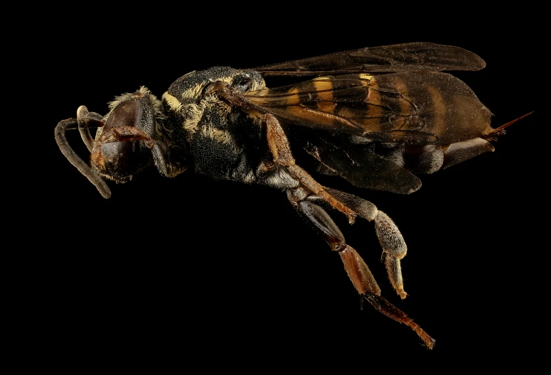 a close up of a bug with a black background
