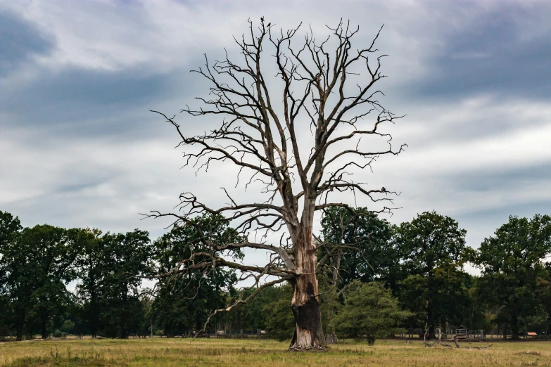 a tree with no leaves and dead limbs stands in a field