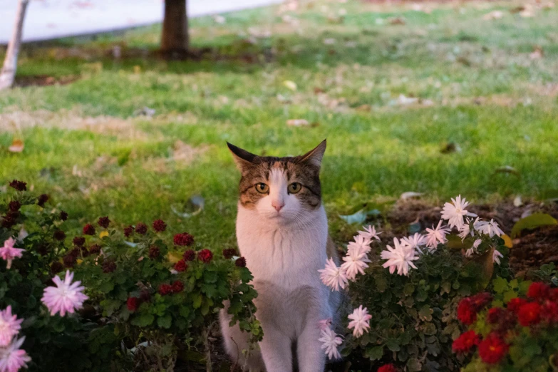 a gray, white and orange cat sitting in some flowers