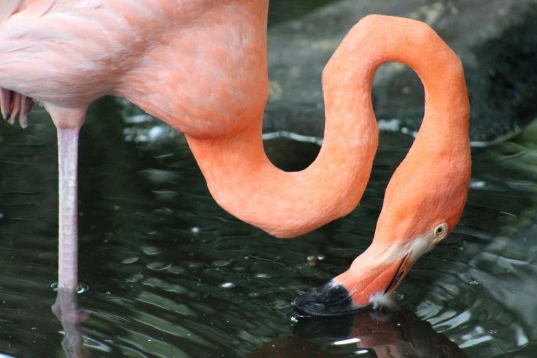 a flamingo is drinking water from the lake