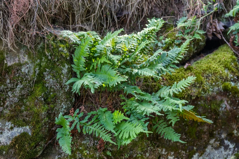 fern grows through the moss covered rocks near the ground