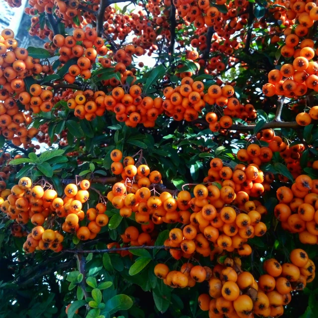 orange fruit hanging from the nches of trees