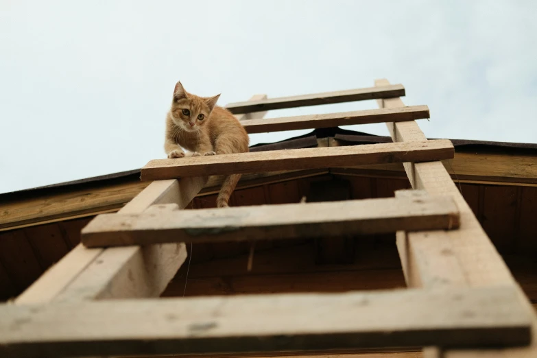 a cat is sitting on top of the ladder