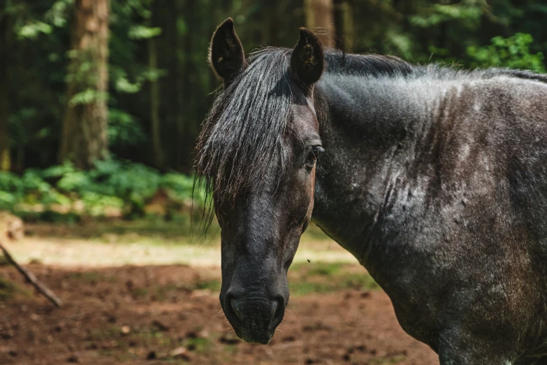 the horse has a very dark colored coat