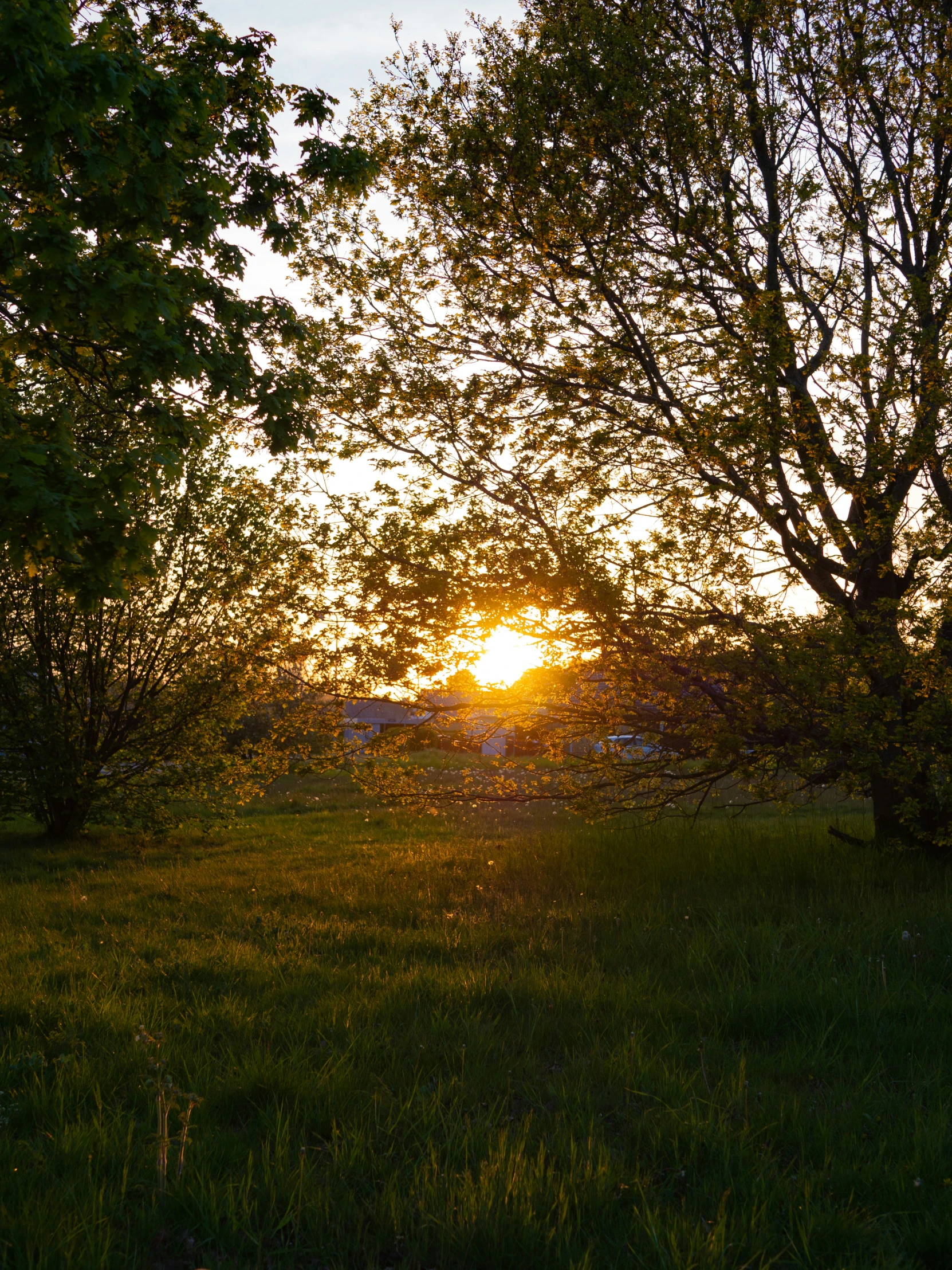 the sun is setting through trees in a field