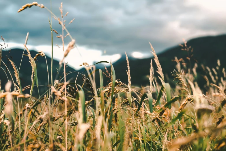 tall green grass growing in front of mountains under cloudy skies