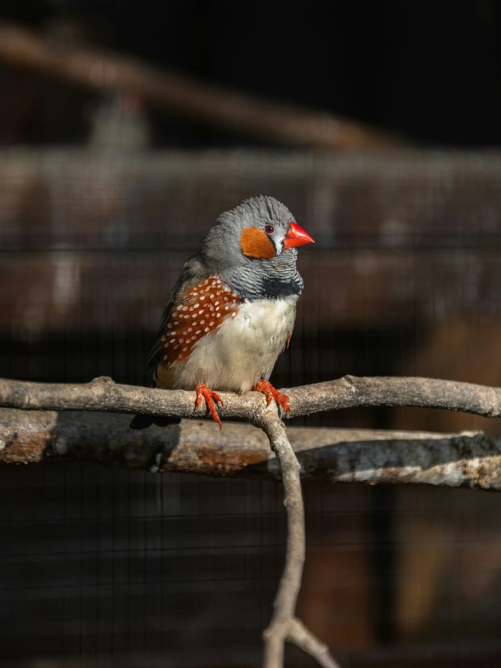 a bird perched on a tree nch with it's eyes closed