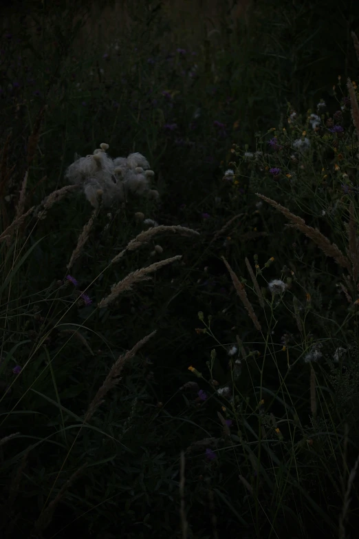 there are many purple and white flowers in the grass