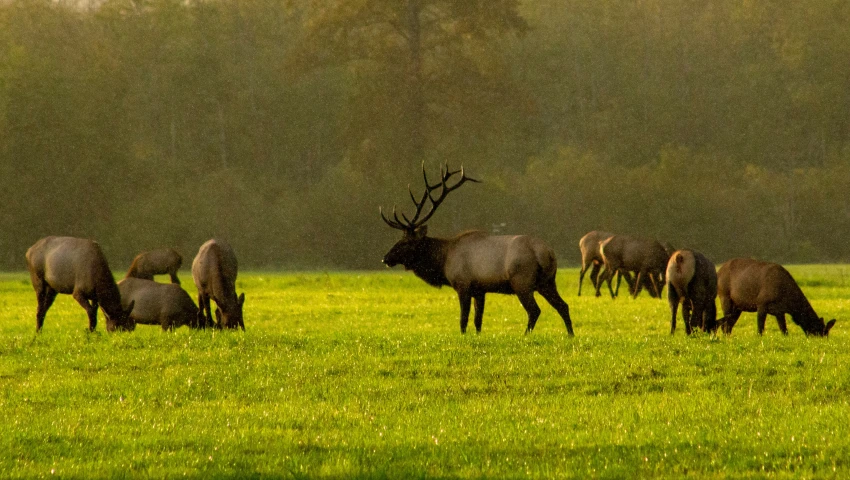 a herd of deer grazing on grass in a field