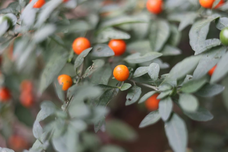 oranges growing on trees and leaves in sunlight