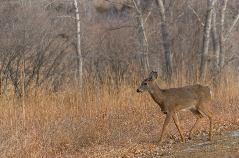 an adult deer walking through a brown forest