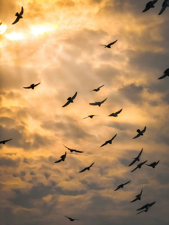 there are many birds that are flying in the sky