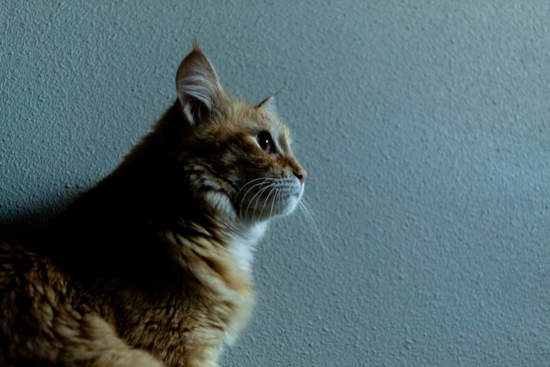 a cat staring upward while sitting on the ground