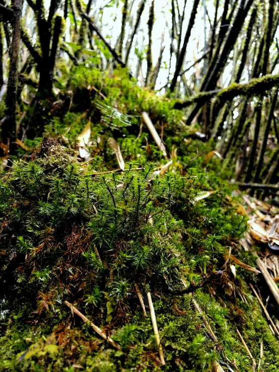 some green moss is growing on the ground