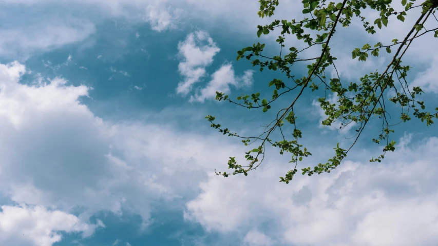 there is green leaves on the top of a tree nch