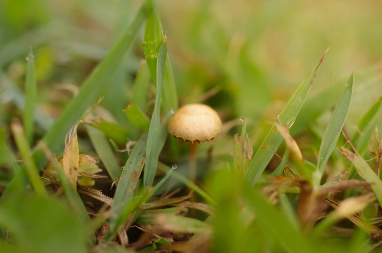 the white mushroom is growing from the green grass