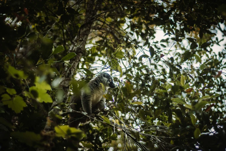 a large gray animal sitting in a tree