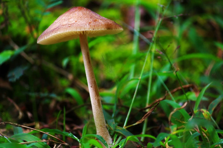 a close up of a single mushroom in the grass