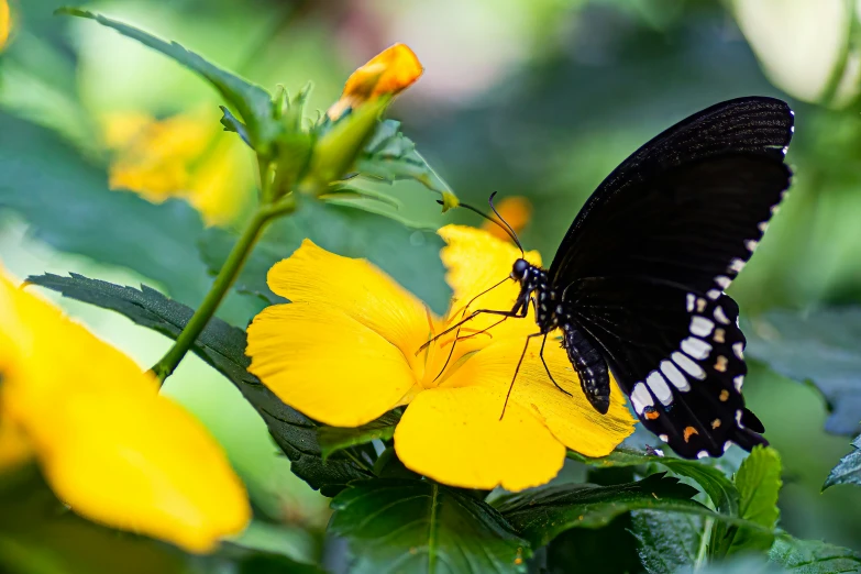 erfly resting on yellow flower with green leaves