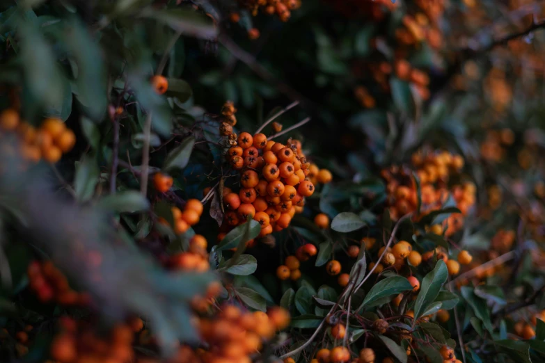 some orange berries in an oak tree and they are not ripe