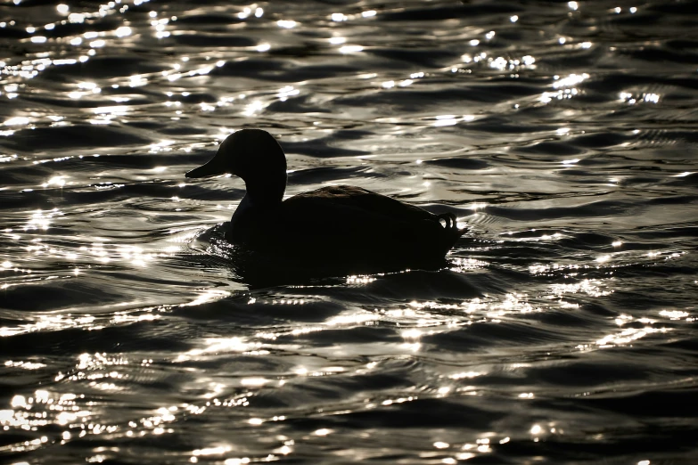 a silhouette of a duck floating on water with sun glares on the water