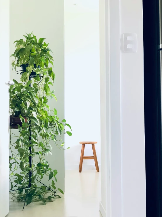 a plant in a room that has a chair in it