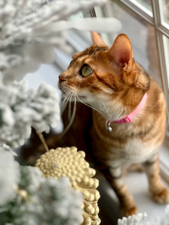 a cat looking out a window from a perch