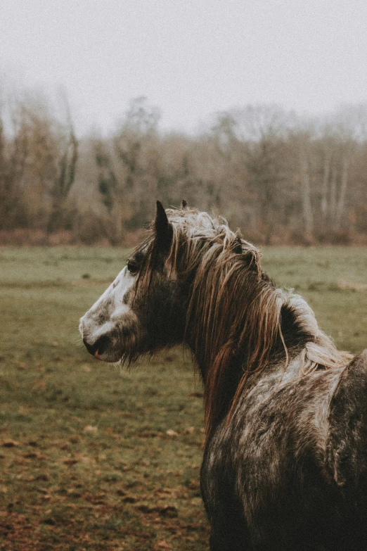 horse standing outside in field with trees in the background