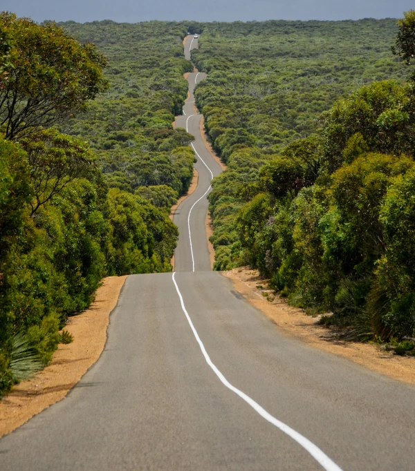 an open road is winding through trees in the middle of a wooded area