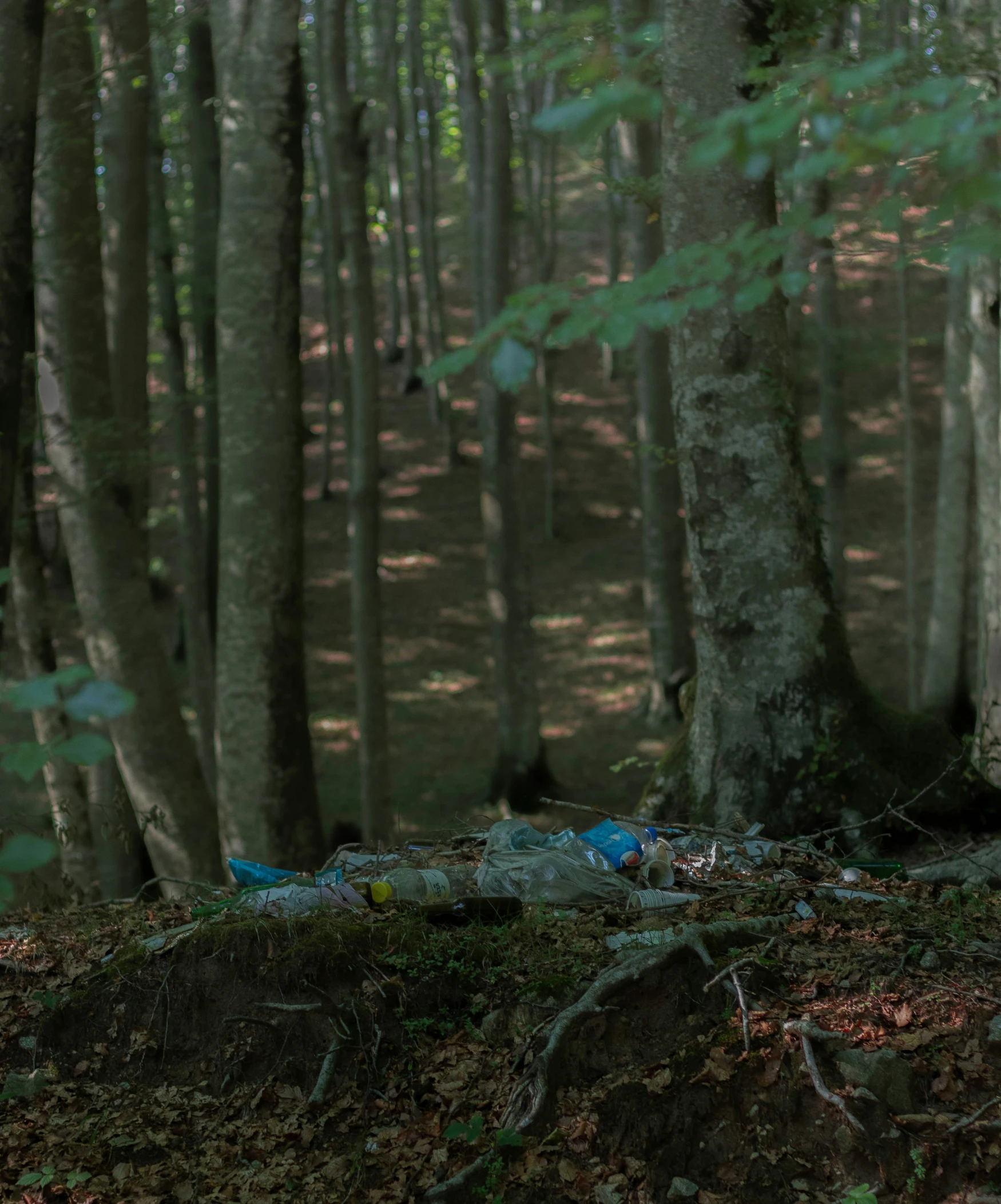 a forest filled with lots of trees and fallen leaves