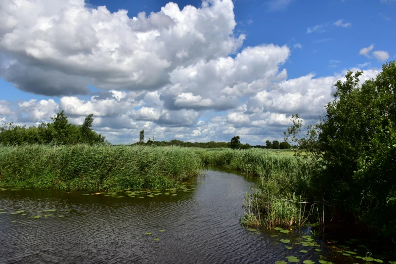 water is calm as it runs along the grass