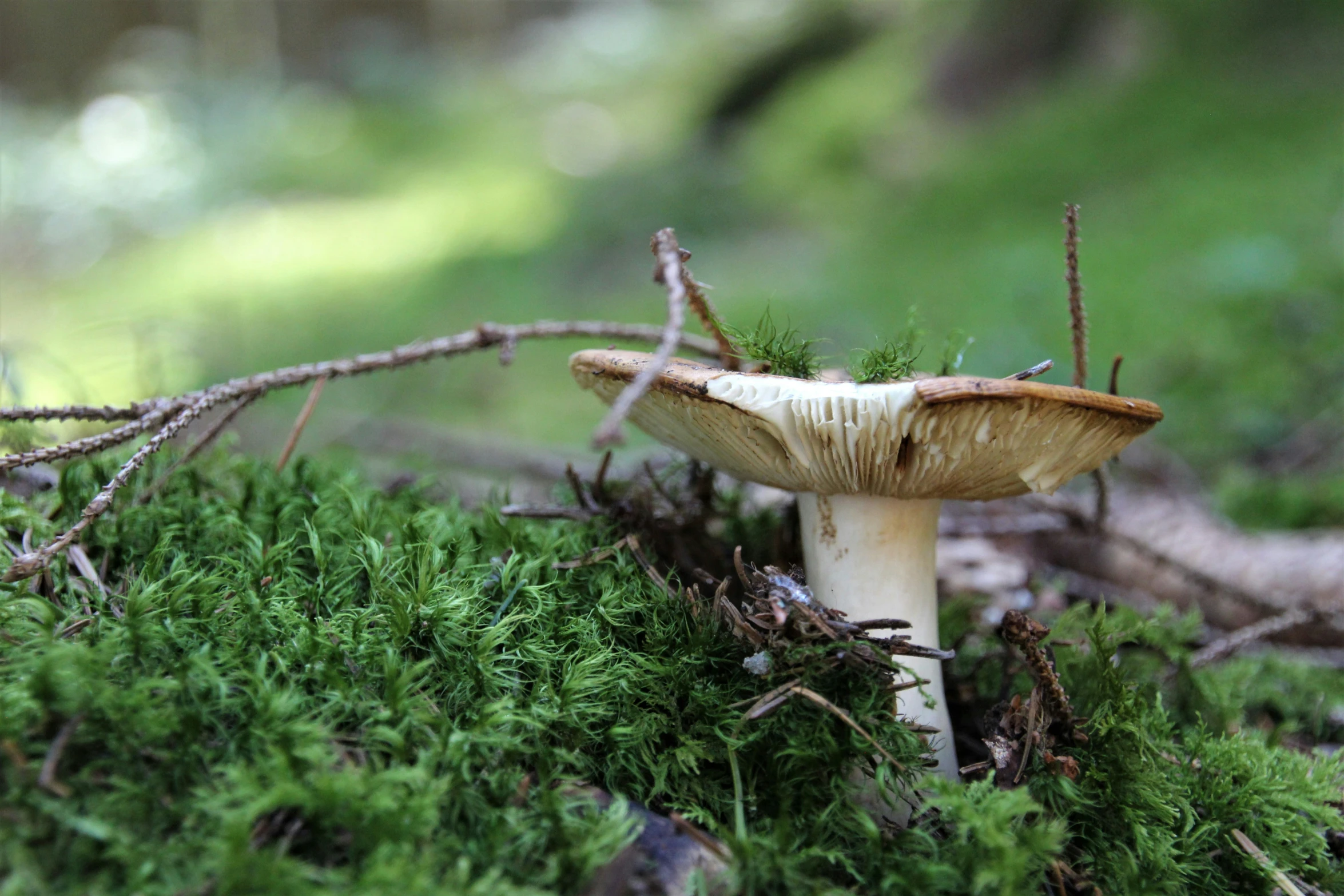 a mushroom is sitting in the ground with some leaves on it