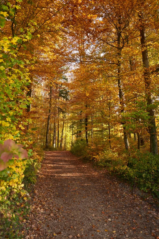 an autumn road surrounded by trees with leaves changing colors