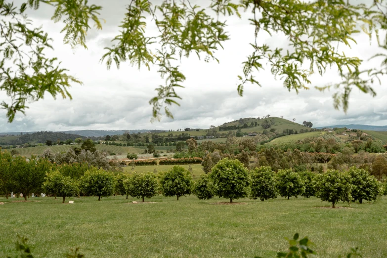 a grassy field filled with lots of green grass