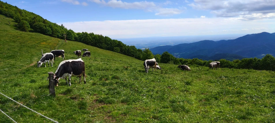 many animals are grazing on the grass and rock