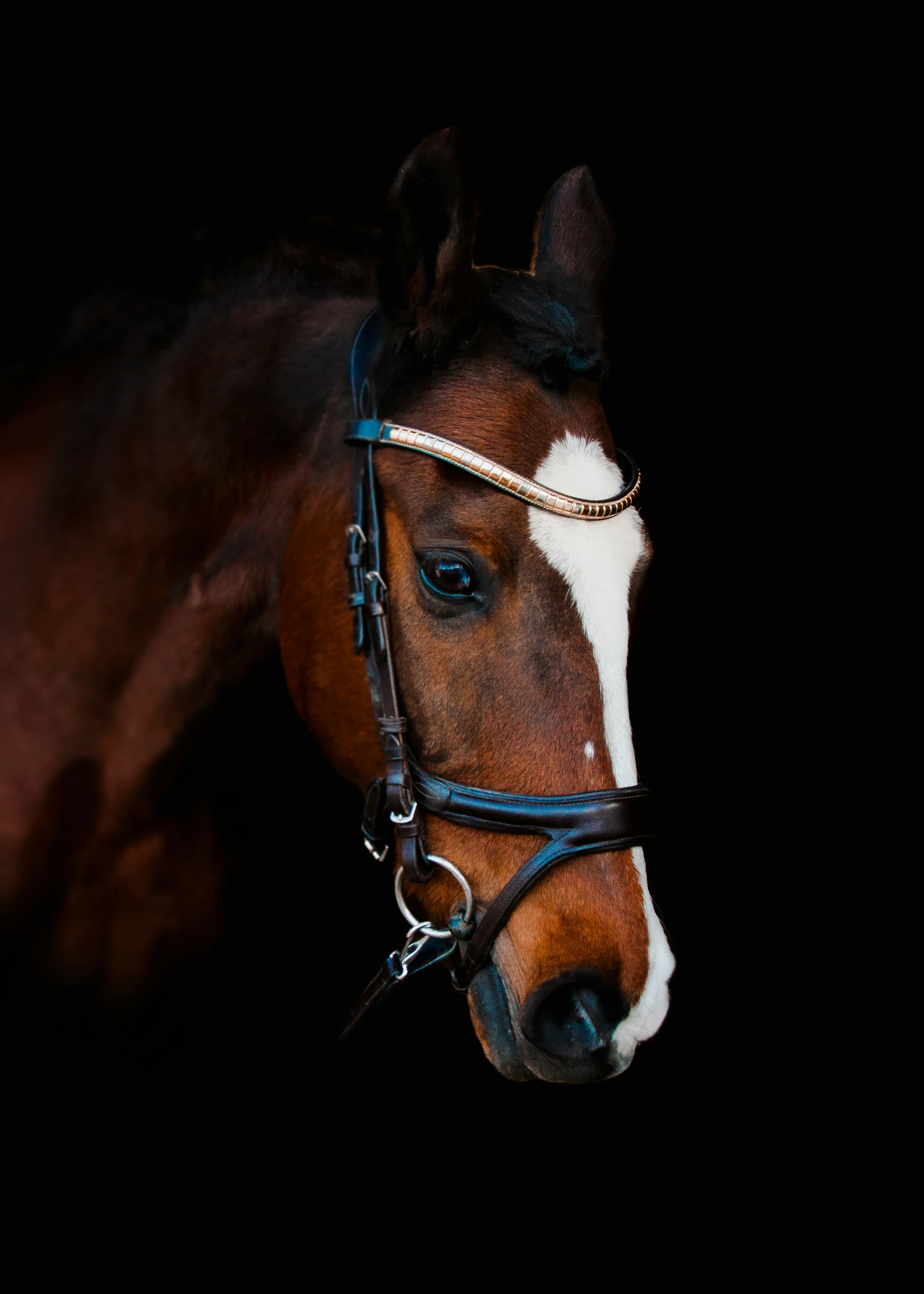 there is a brown horse with black manes on