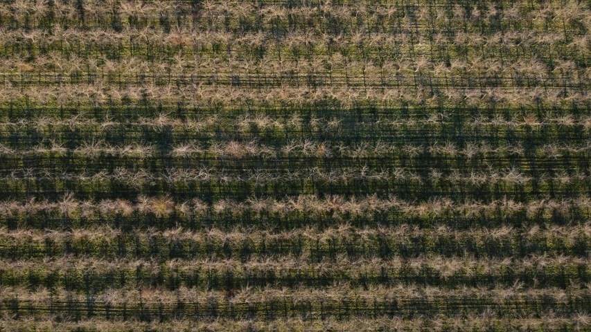 an aerial view shows a grass field with patches and ridges