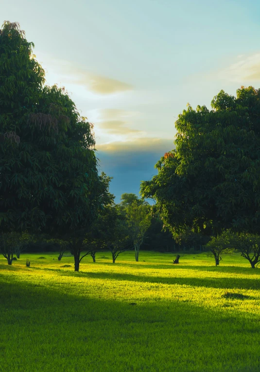 several trees that are in the grass together