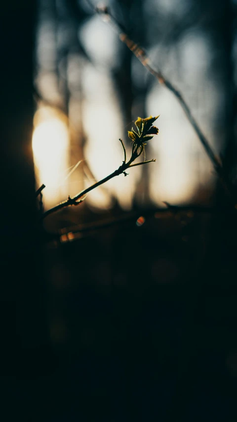 a twig and buds from a small tree at sunset