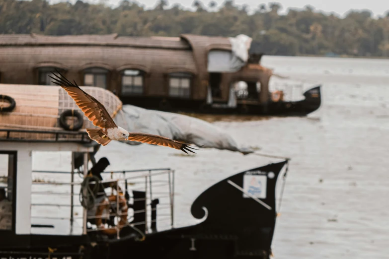 a bird that is flying over the water