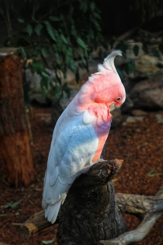 a pink and white bird sitting on top of a tree stump